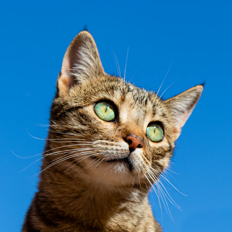 Femke met een kat