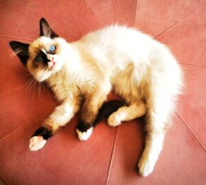 Elvis de Ragdoll