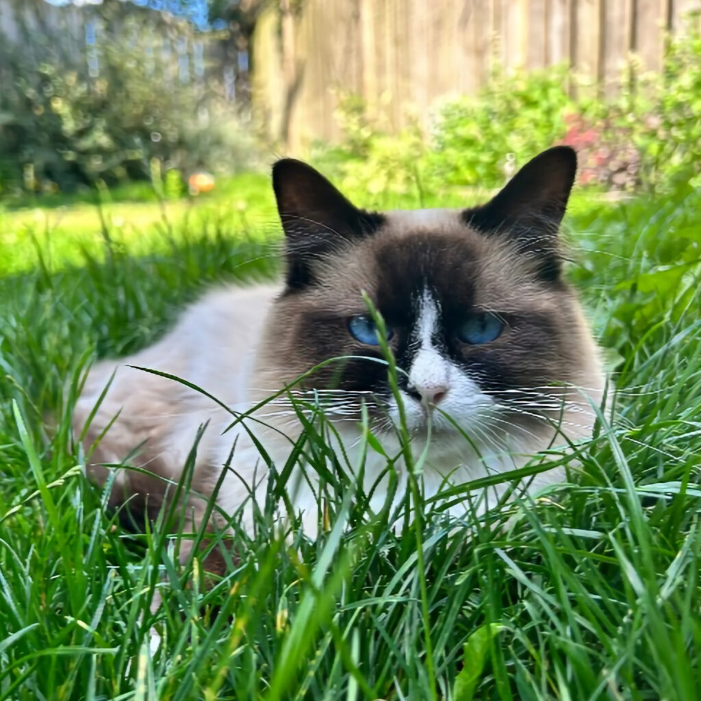 Elvis