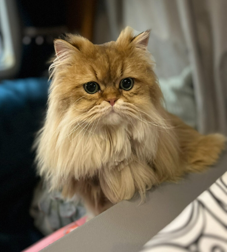 Posterboy - De Knappe Kater