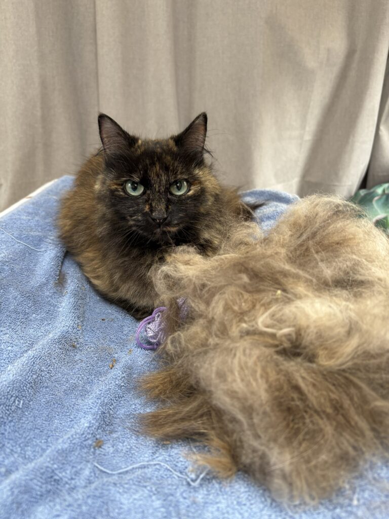 Heel veel haar! - De Knappe Kater