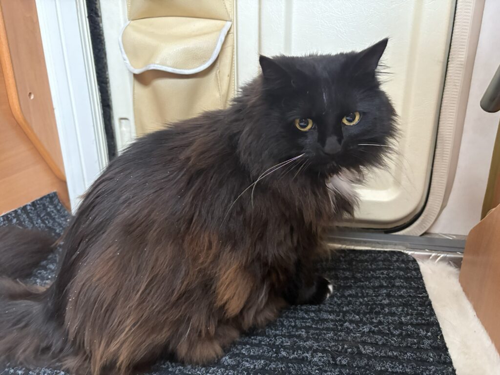 Sunny is er klaar mee;) - De Knappe Kater