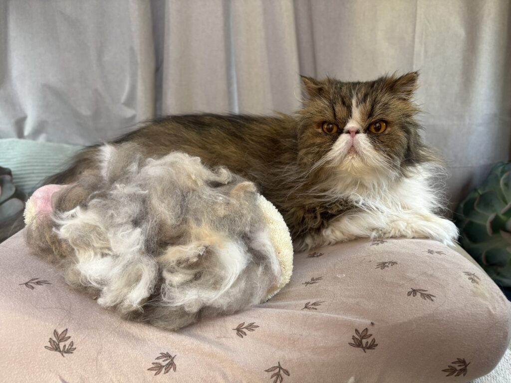 Onderwol - De Knappe Kater