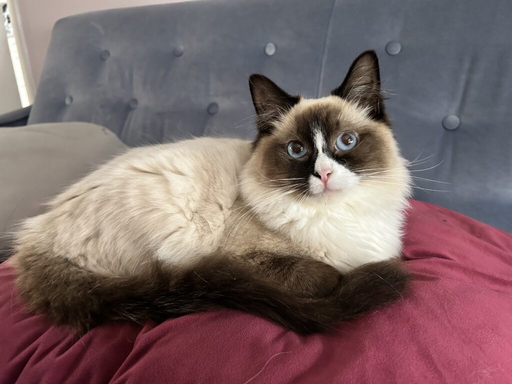 Femke's liefde voor katten