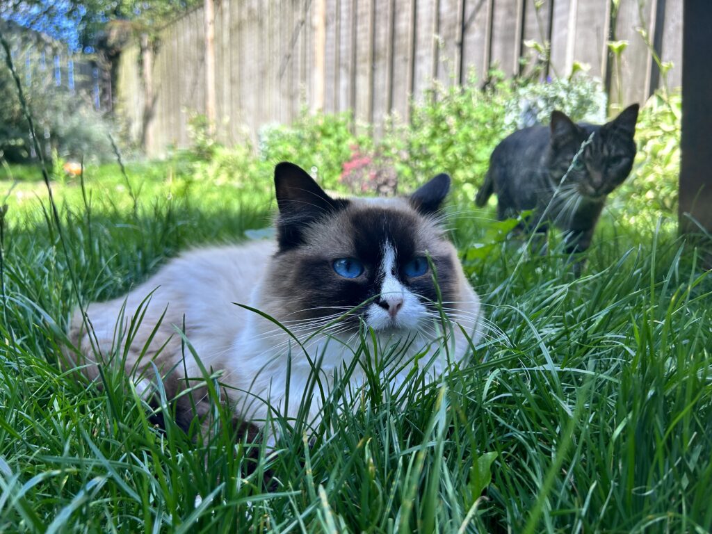 De Knappe Kater camper