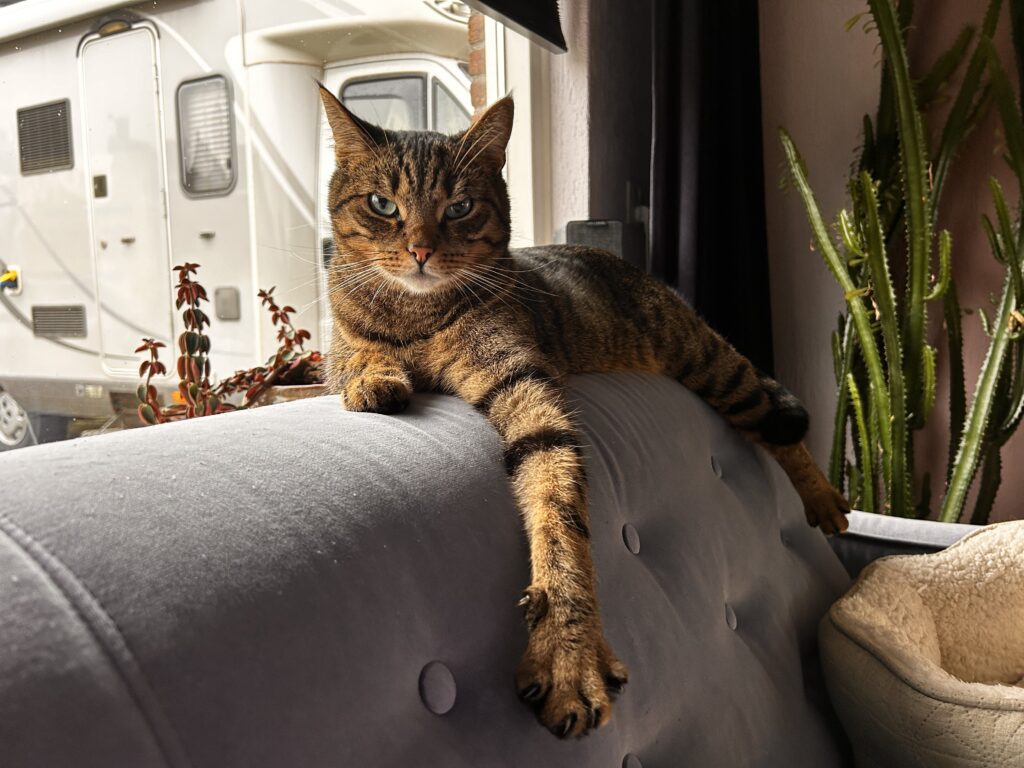 In Memoriam. Louie - De Knappe Kater