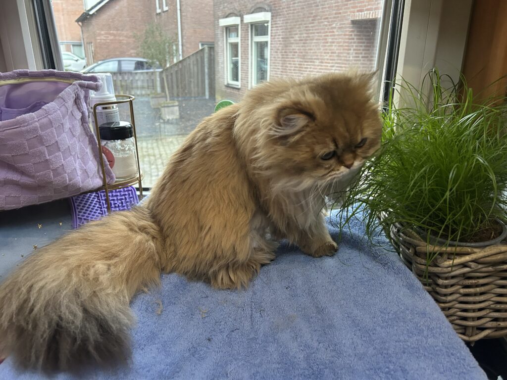 Hmmmm kattengras! - De Knappe Kater