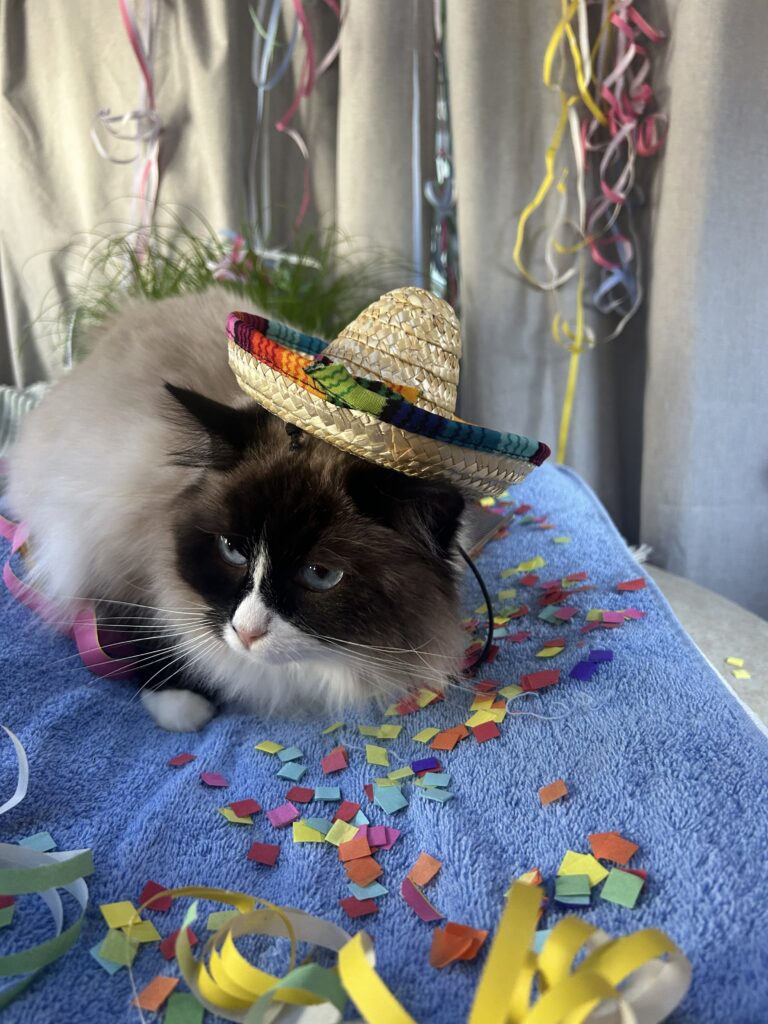 Femke aan het werk met een kat