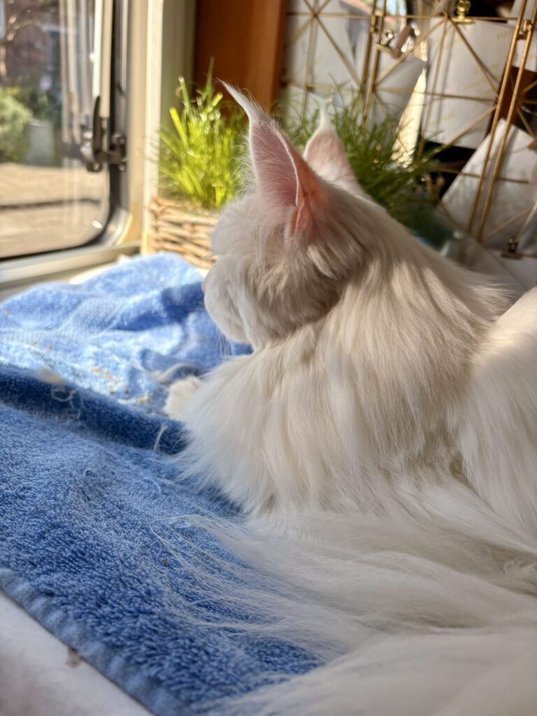 Lekker buiten kijken! - De Knappe Kater