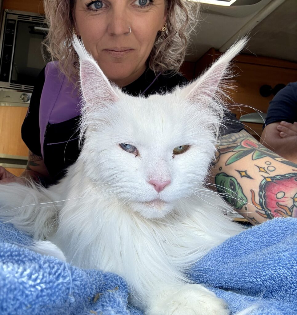 Heterochromie - De Knappe Kater