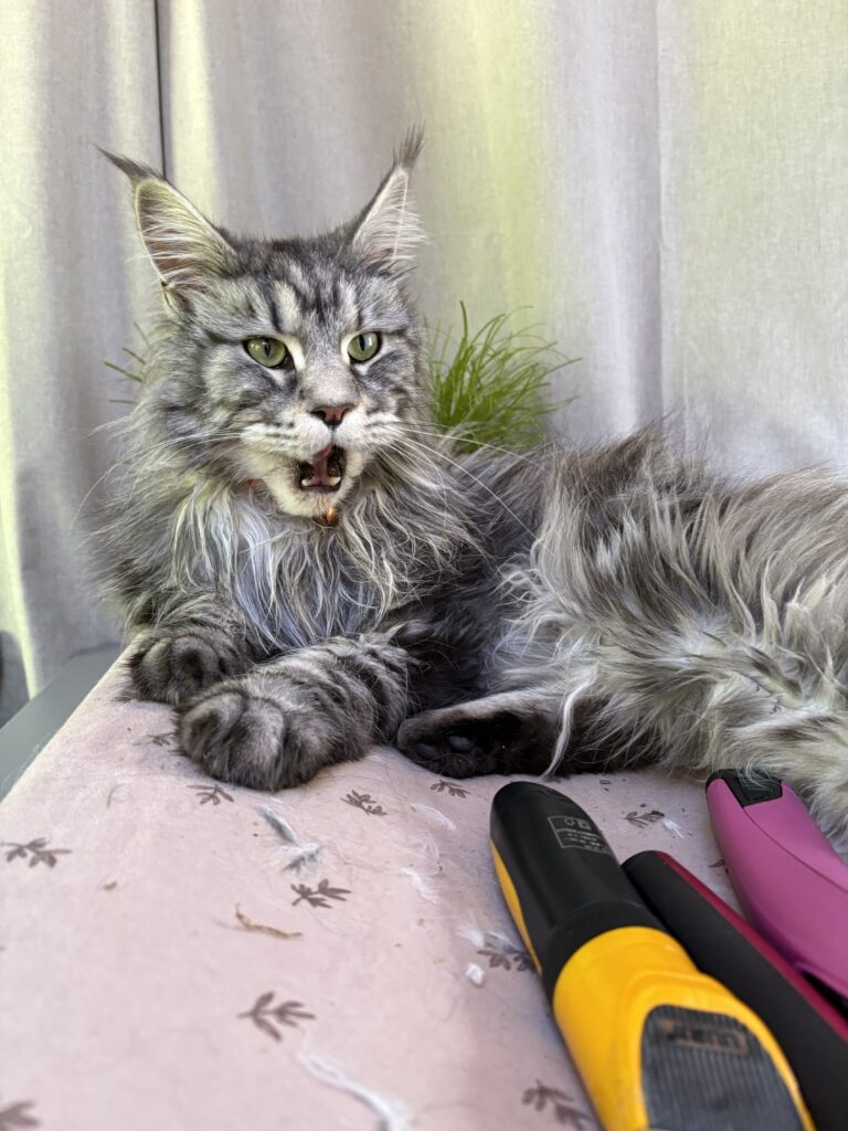 Best vermoeiend, dat trimmen... - De Knappe Kater