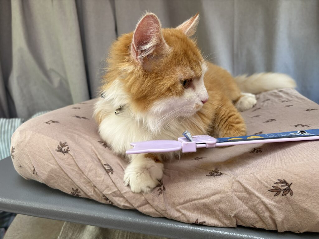 Lekker snoepen! - De Knappe Kater