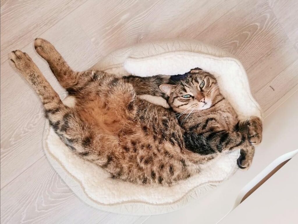 Afscheid van Louie: over rouw bij katten, en wat ik nu weet