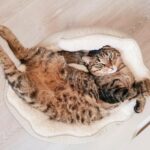 Afscheid van Louie: over rouw bij katten, en wat ik nu weet