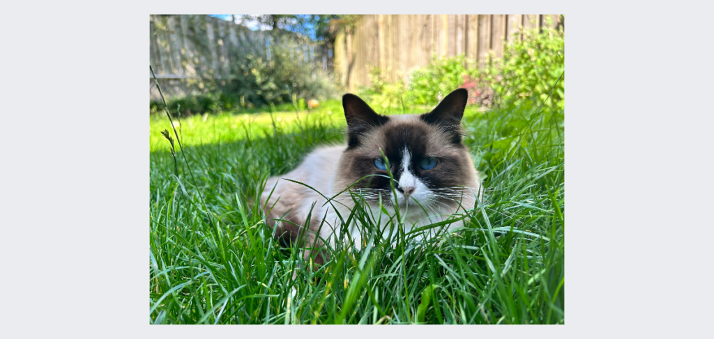 Elvis. Waar het allemaal mee begon. - De Knappe Kater
